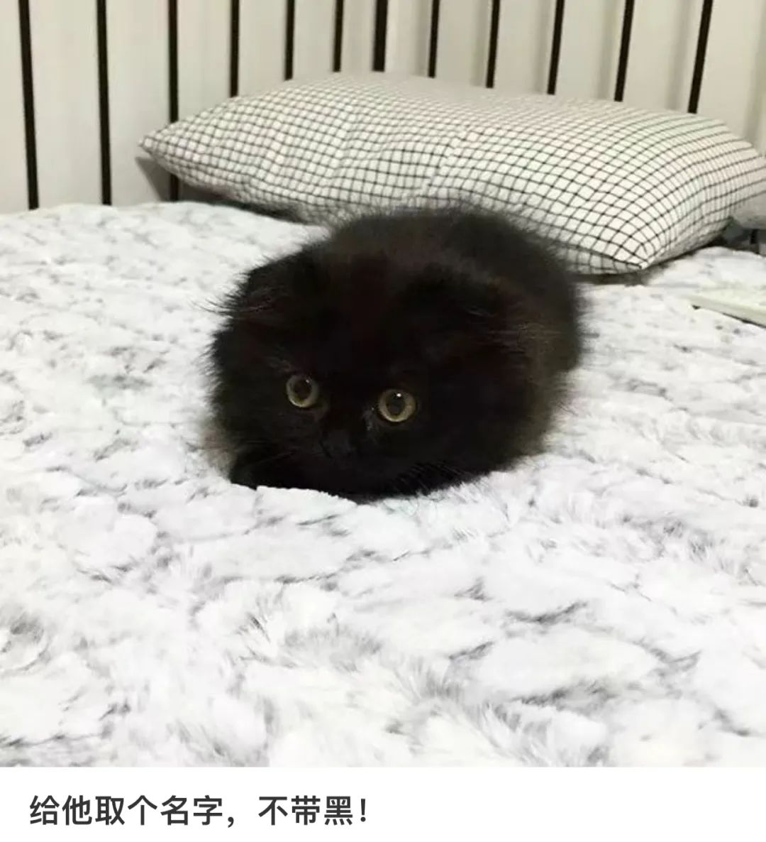 妹纸想给黑猫取名但不能带黑且显黑