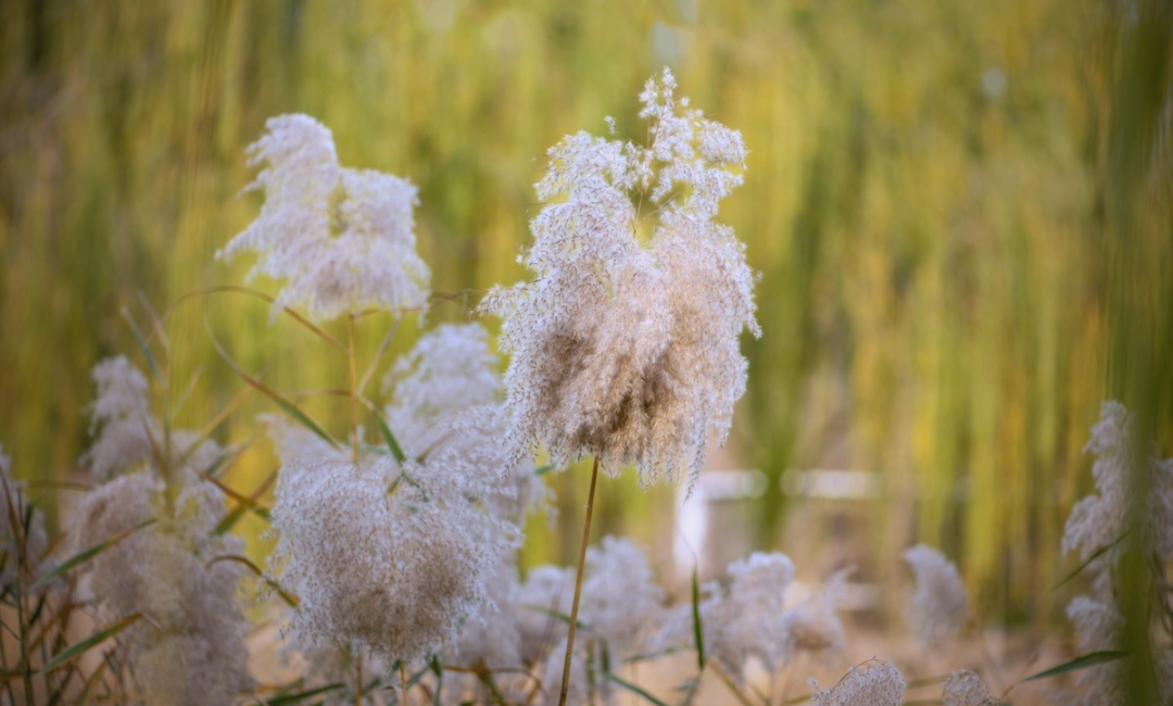 芦花之美:轻盈,素白,触动心灵之窗