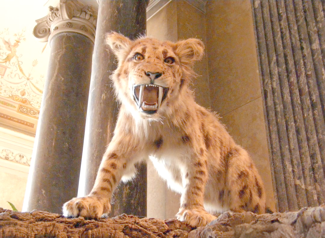 巨颏虎:生存了数百万年的大型猫科动物