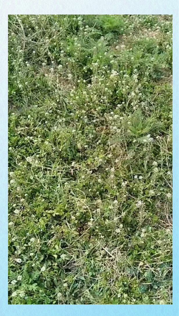 的营养与功效及食用禁忌