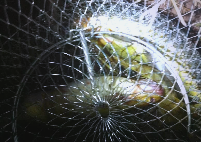 贵州角角鱼:美味诱惑与钓食乐趣的完美结合