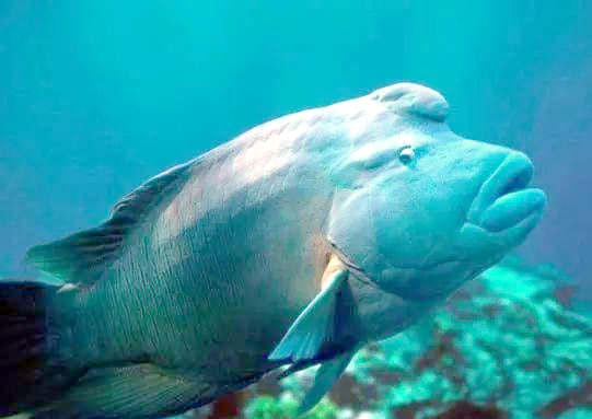 苏眉鱼:一种全球濒危的珊瑚鱼类