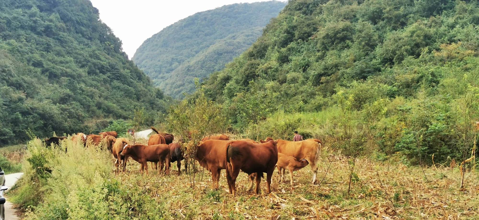 黔西市钟山镇:政企携手千余头牛有"娘家"