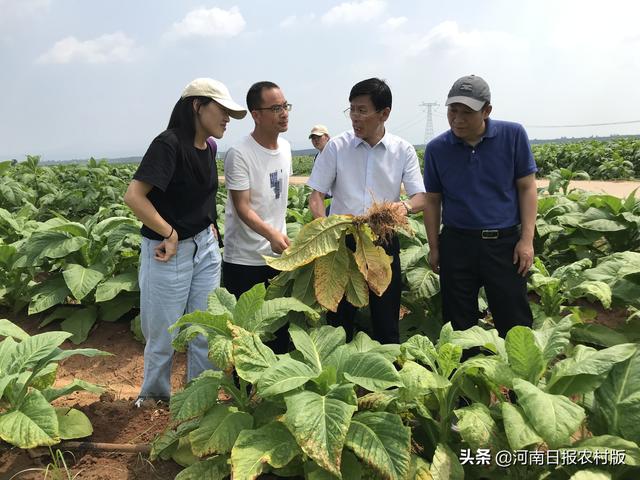 省政府"专家下基层,帮扶抗救灾"号召,7月27日,河南农业大学烟草学院