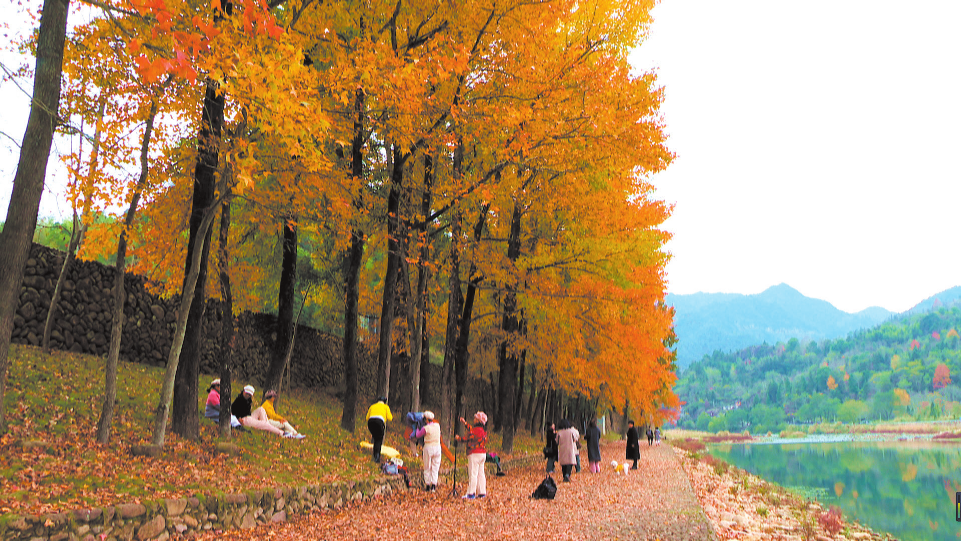 又到一年赏红枫的季节,永嘉县鹤盛镇东皋村红枫古道吸引众多市民前来