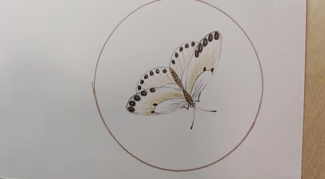 彩铅画斑点菜粉蝶的绘画详细步骤