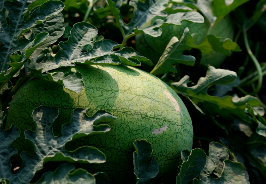 浮瓜沉李,是古人消暑之乐