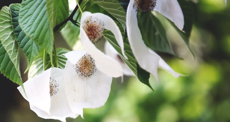 龙苍沟鸽子花开花时间