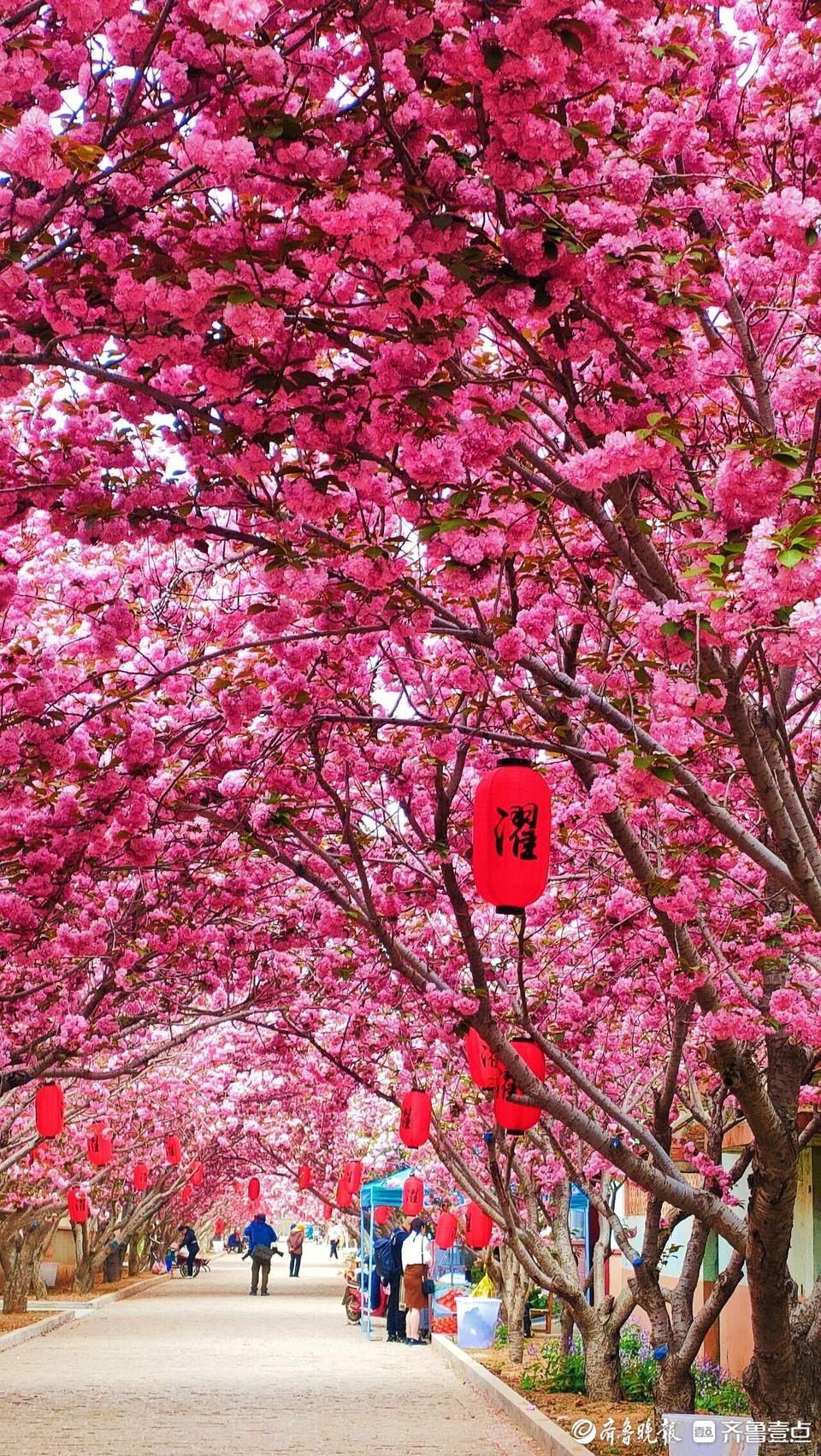 莱阳濯村漫樱花朝游玩季开幕