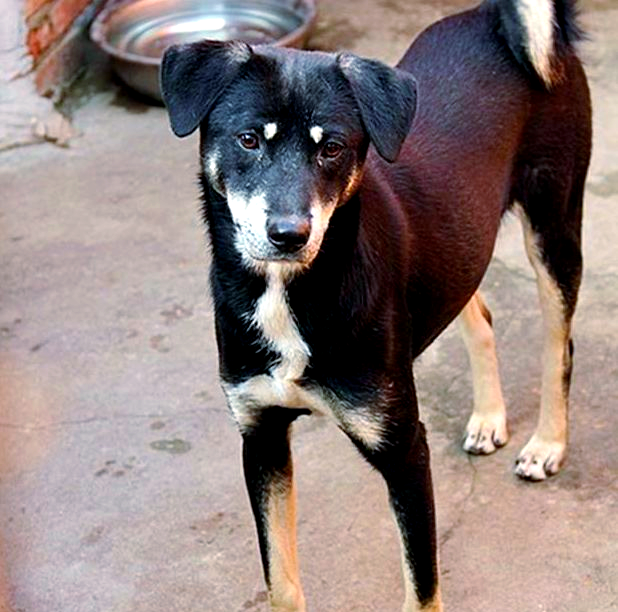 四眼土狗:承载儿时回忆的独特犬种