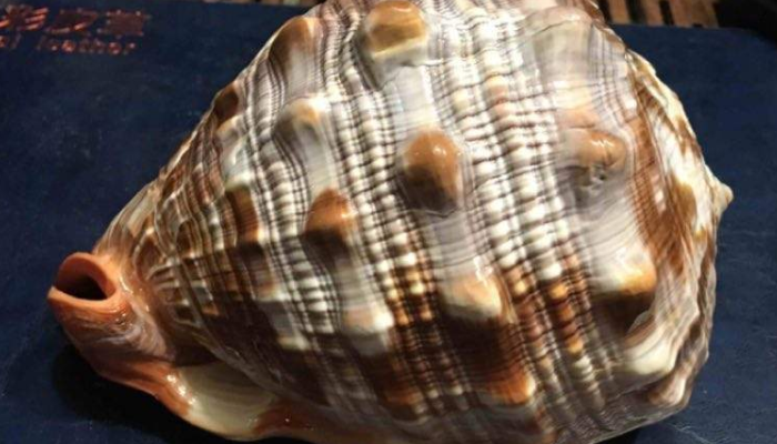 佩戴万宝螺的好处