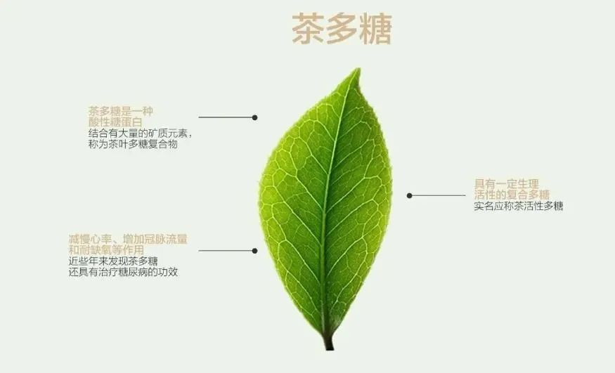 茶多糖含量越高,茶越粗老?