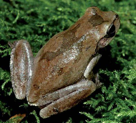 十五种不同种类树蛙