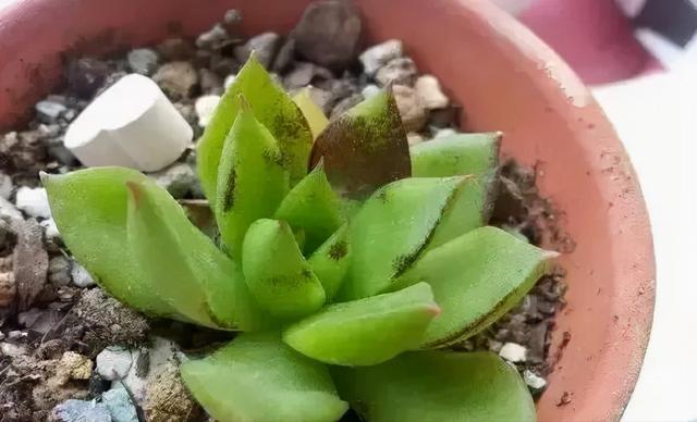 这7种多肉病虫害,一到春天就爆发,及时处理很重要