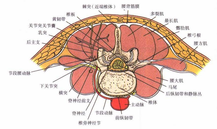 椎板外切迹入路图片