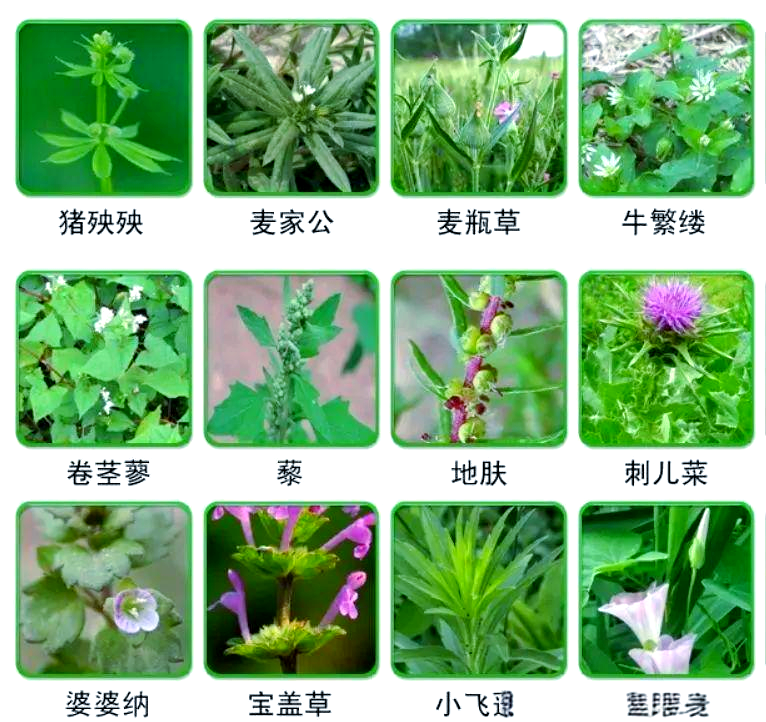 小麦田杂草种类,特征及防治方法概述