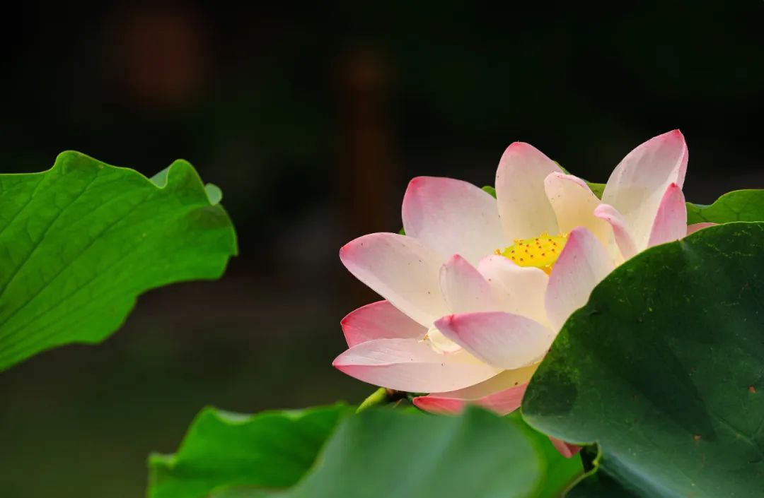 7月4日起,上海古猗园将调整开放安排(附荷花壁纸)