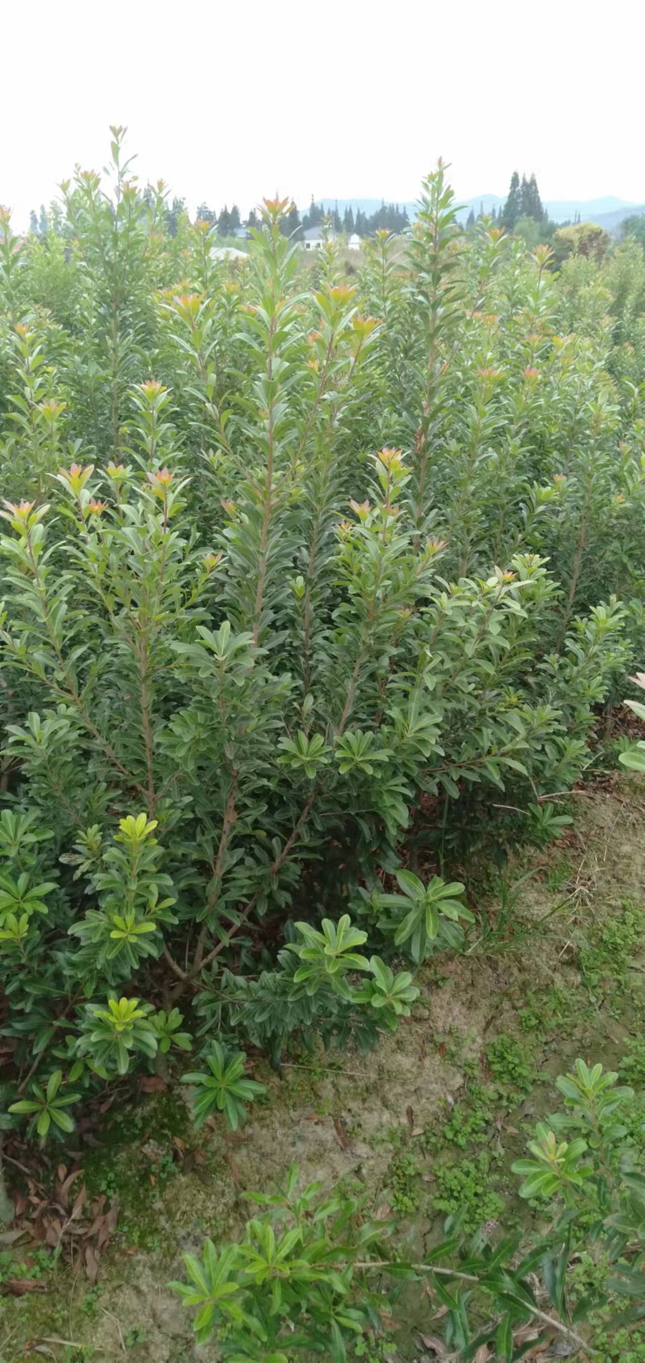 东魁 黑炭 荸荠杨梅苗 品质优良 成活率高