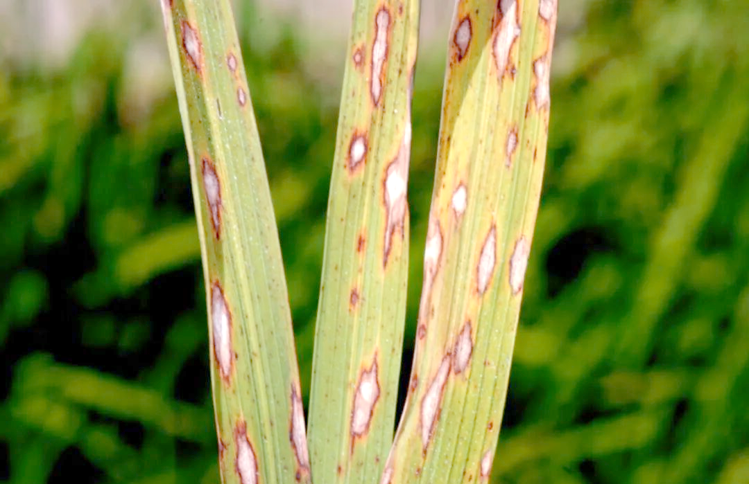 长沙海关查获稻瘟病菌:入侵微生物对水稻生态的潜在威胁