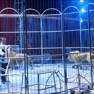 砀山县马戏团狮子意外事件与警方迅速反应