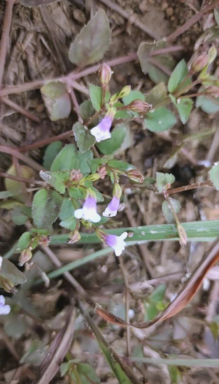 母草:从形态特征到生态习性全面了解