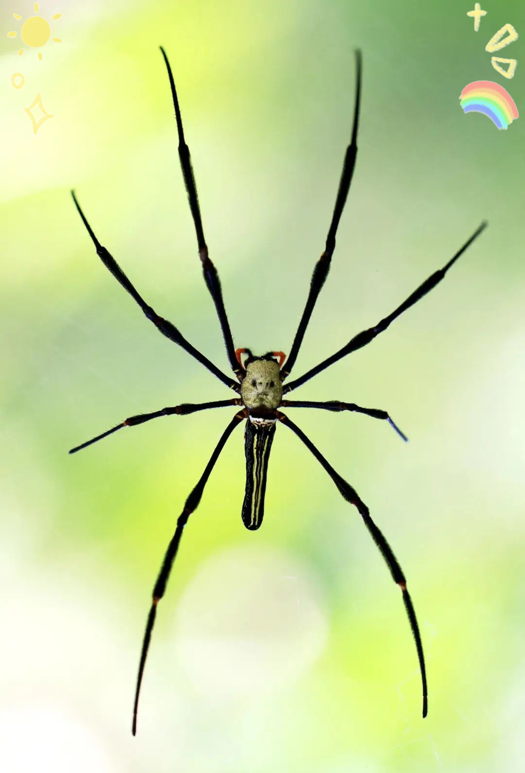 蜘蛛为什么不属于昆虫