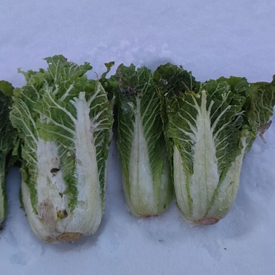 东北冬天蔬菜图片