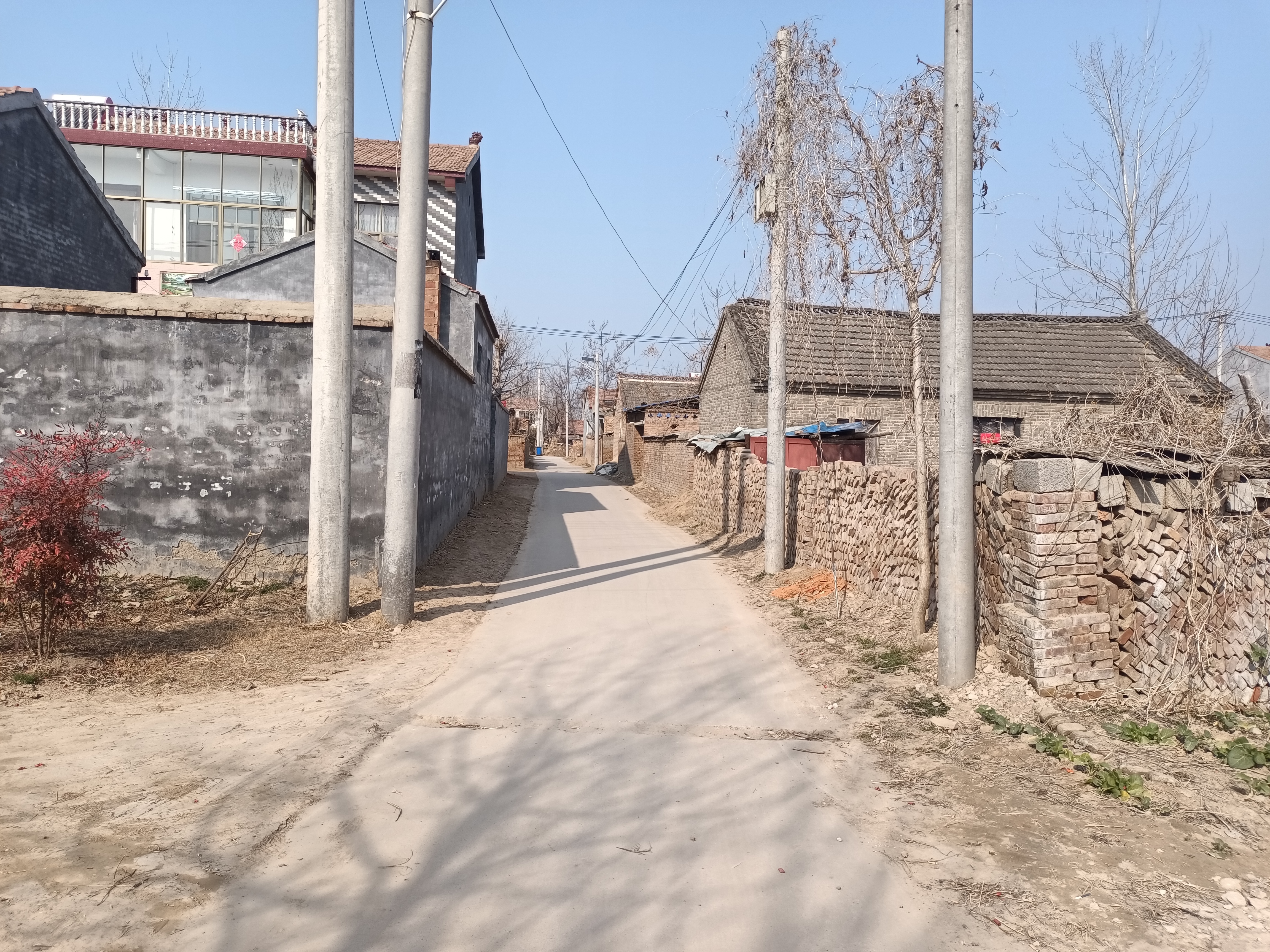 丰县王沟镇老鹳寺:一棵大树上住着一窝大老鹳