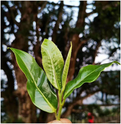 云南澜沧邦崴千年古树茶