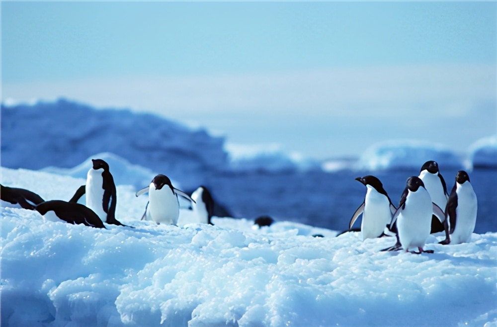 南极条约会议,中国被请出去,代表立下誓言,南极艰苦的探索之路