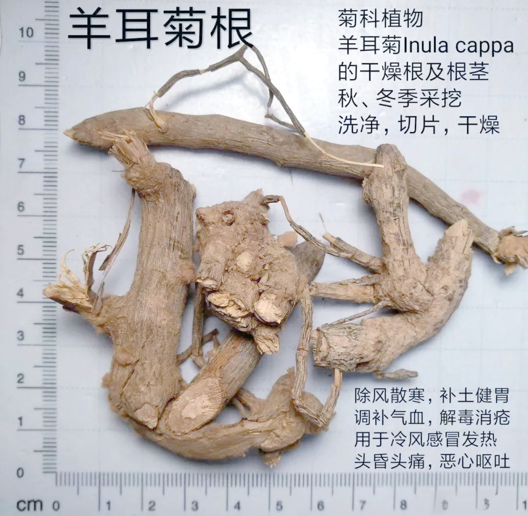 羊耳菊:一种在当地广泛使用的消炎消肿草药