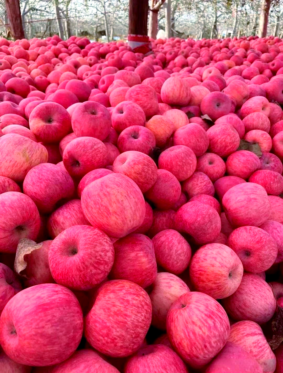 多款热门苹果产地上榜,口感各异,你值得一试