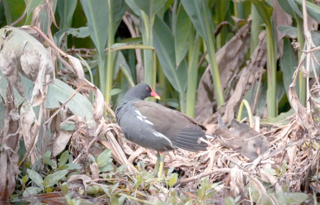 红冠水鸡:潜水,游泳,偶尔飞翔的鸟类新星