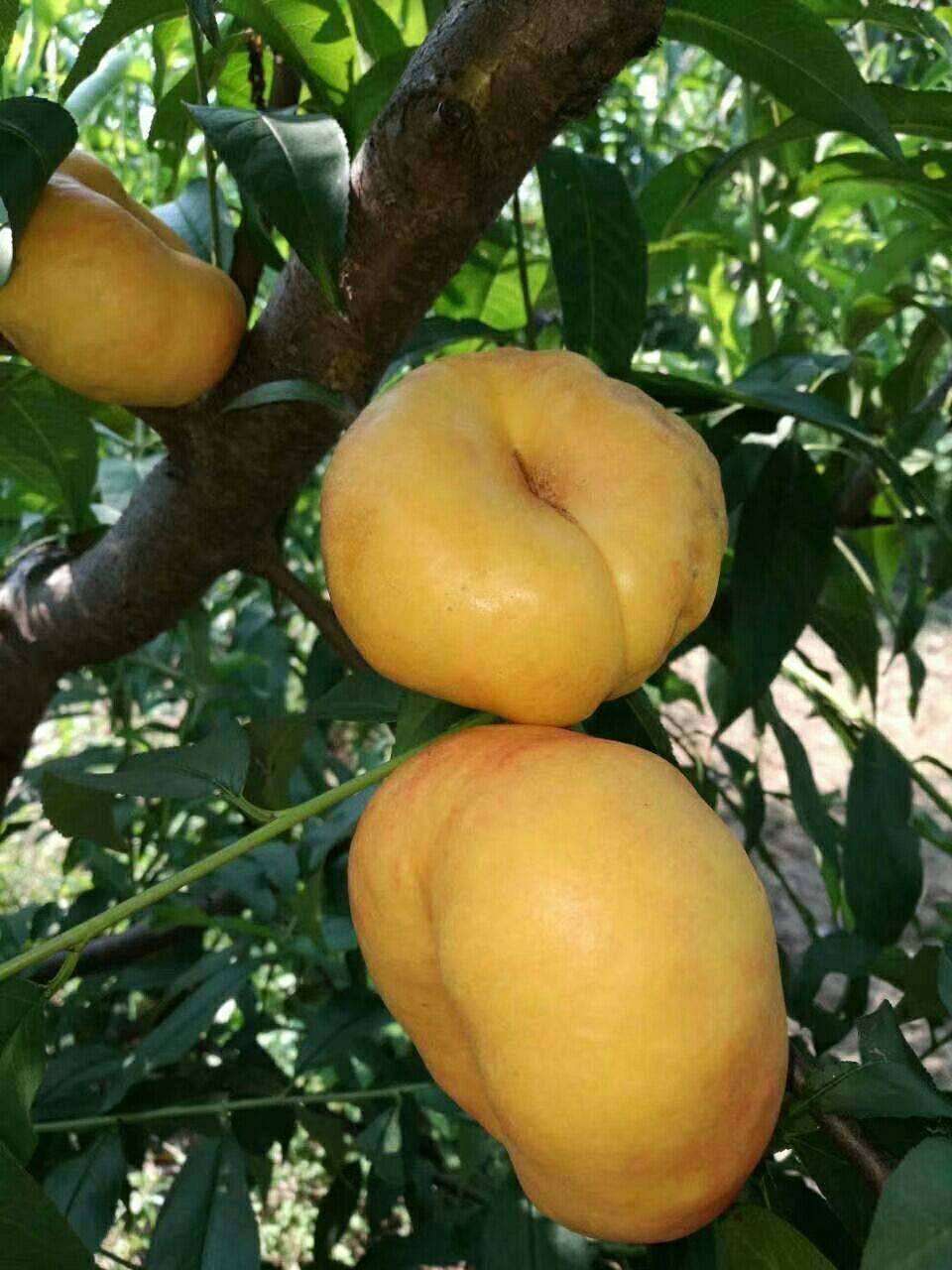 黄金蟠桃桃树苗植株健壮 丰产性好 仙寿11号桃树苗水肥一体化种植