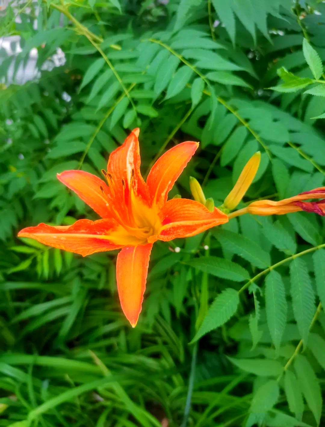 大花萱草:多种宿根花卉的介绍与特点