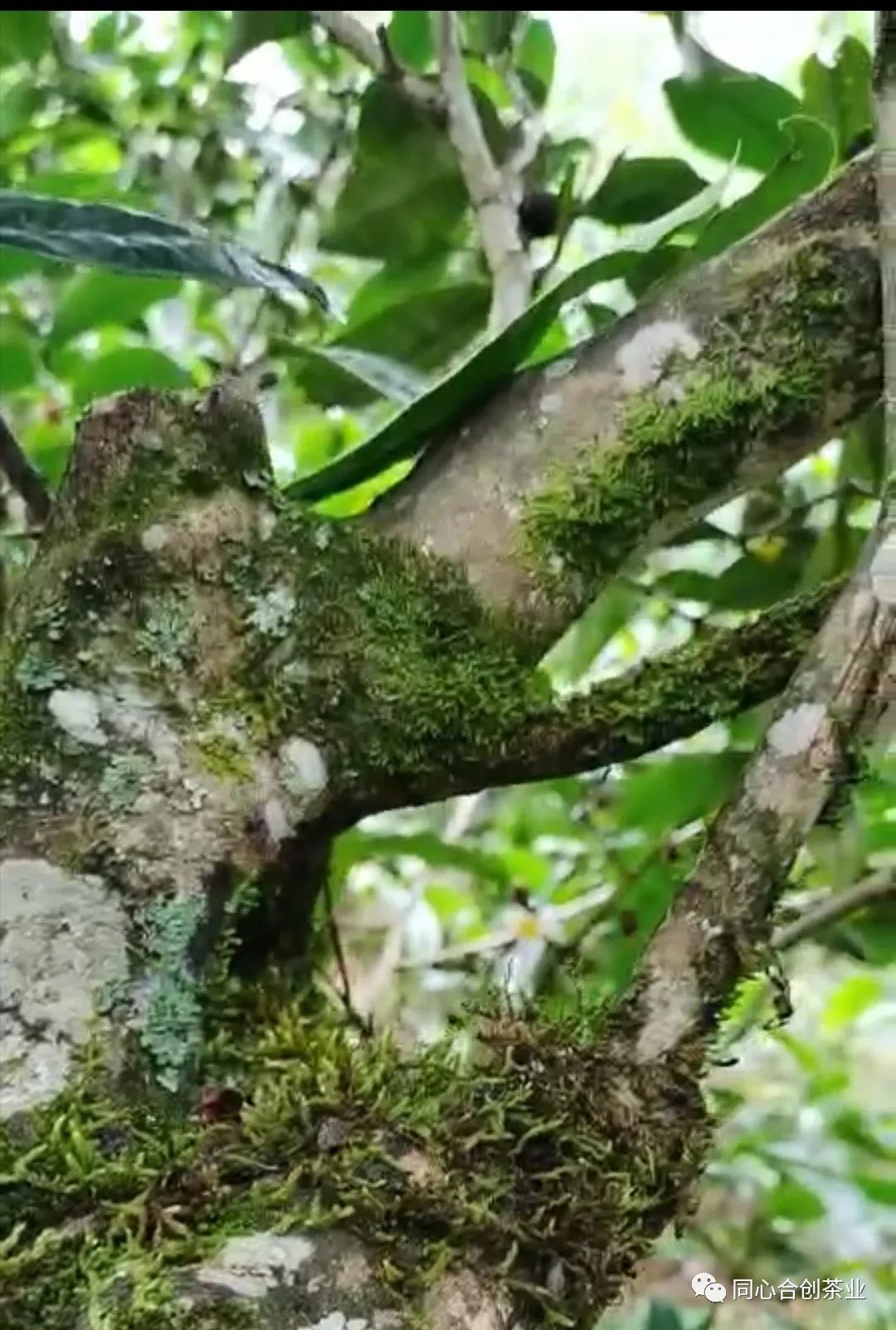 雲南大葉種曬青茶春茶上市在時間上一般有些什麼規律