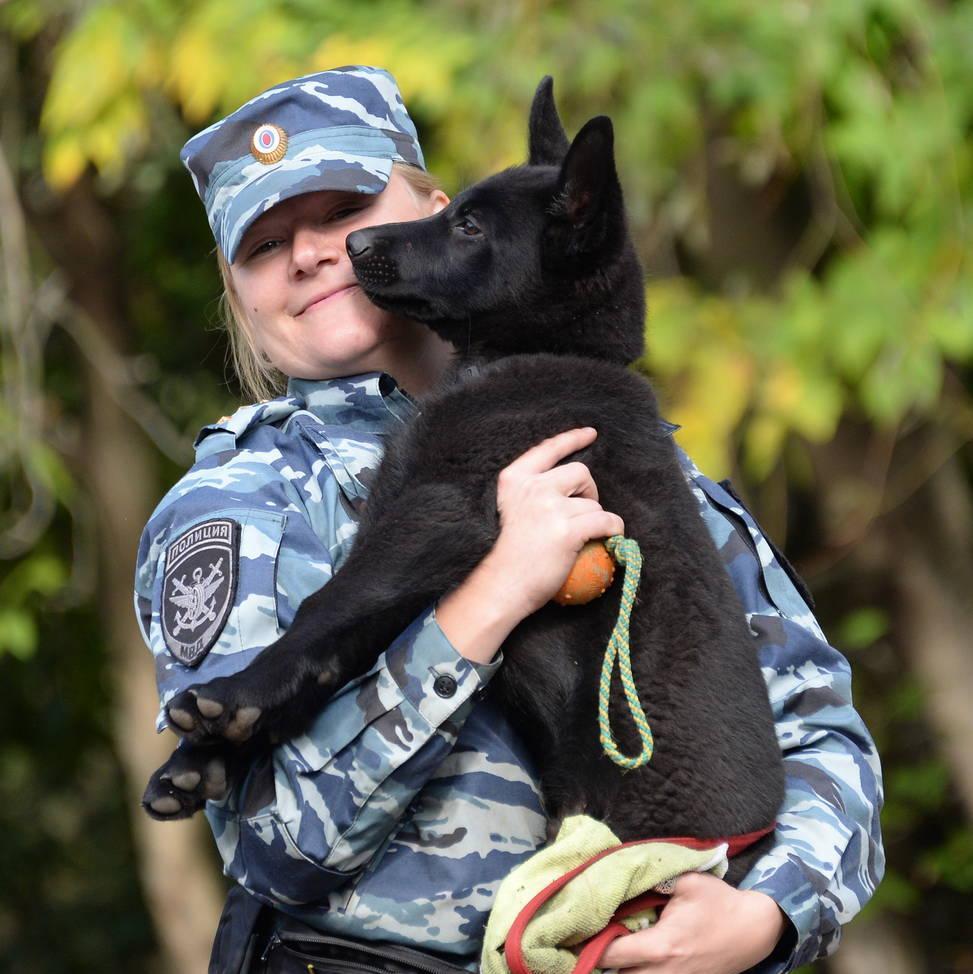 警犬到底有多辛苦?它们退役后,会被如何安置?