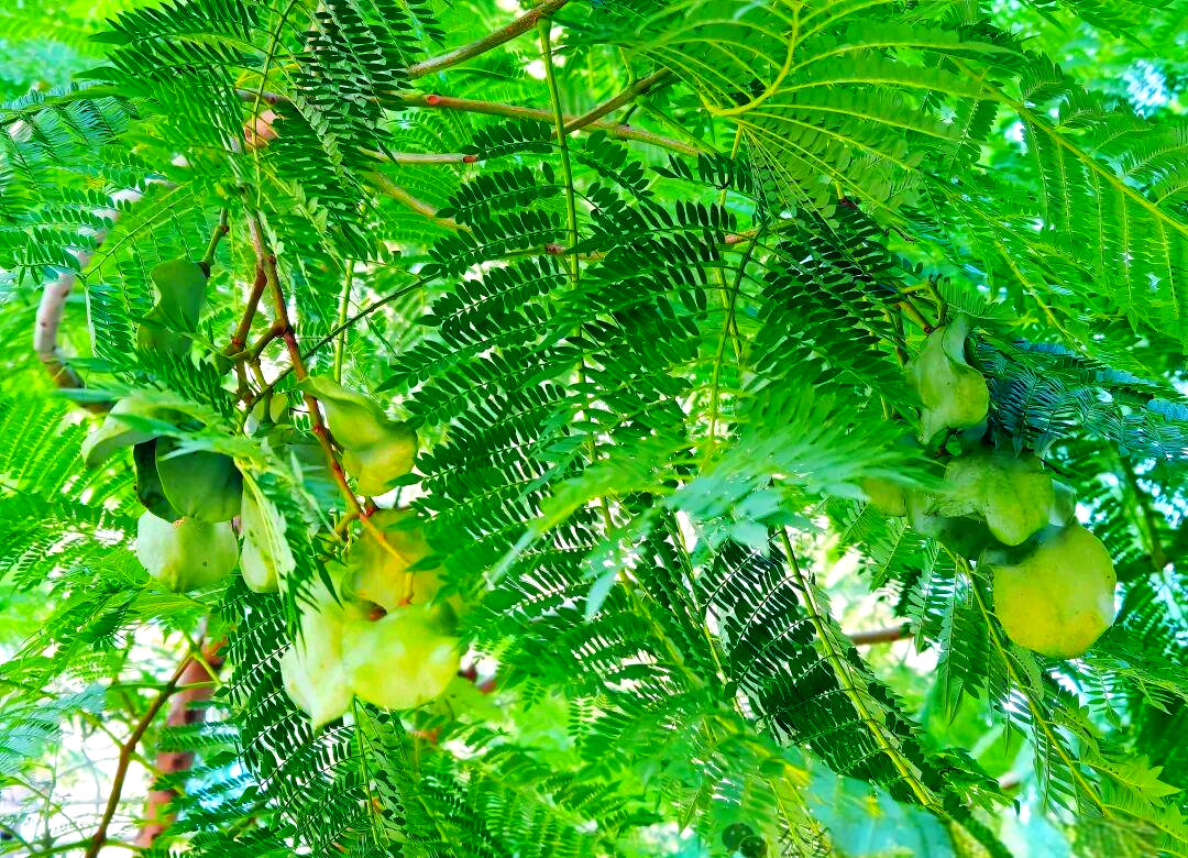 探秘蓝花楹果实:意外发现与独特魅力