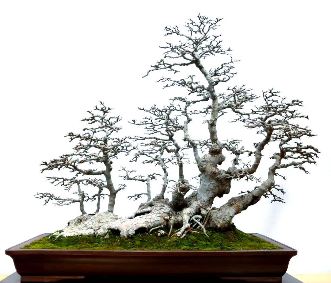 榆树盆景的魅力:从传统到现代的经典选择