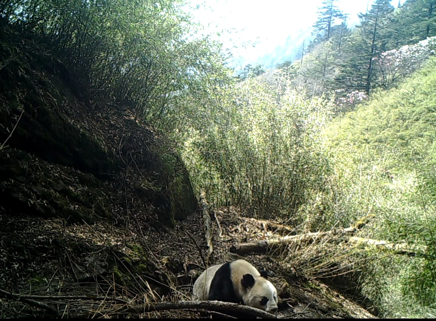 嗅树干,贴镜头,找水喝……绵阳平武野生大熊猫萌态十足