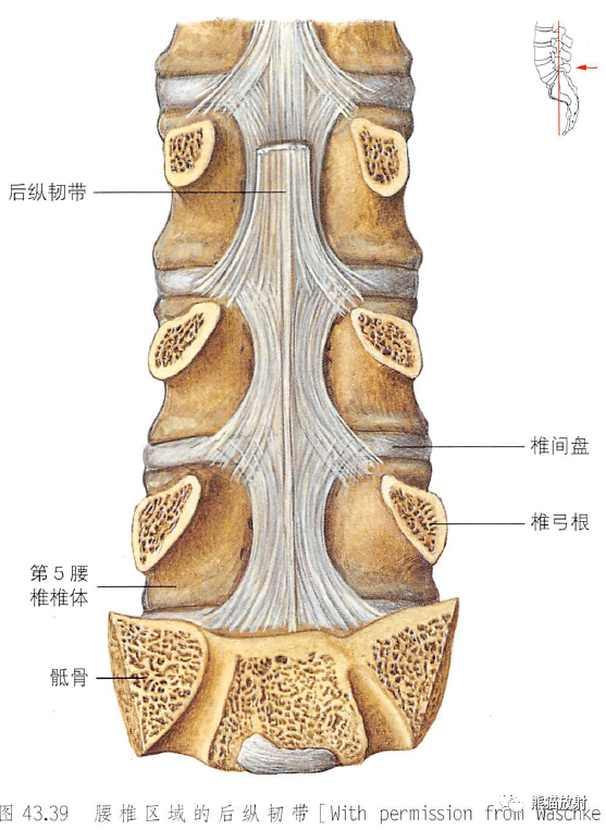 超級詳細的脊柱(椎體,椎間盤,韌帶)解剖