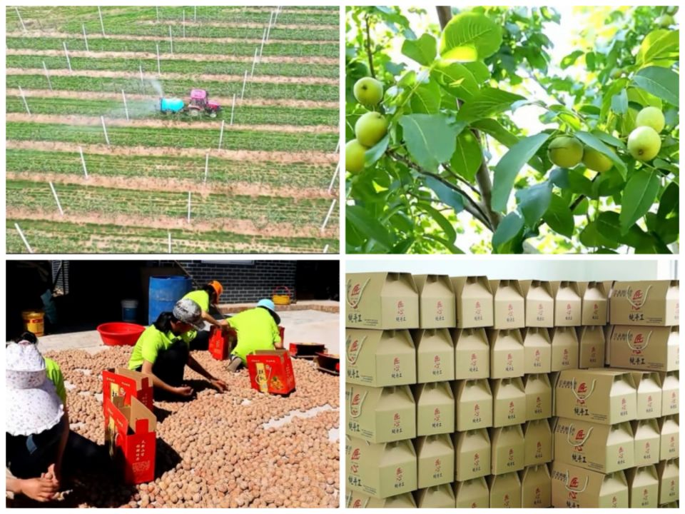 木林乡:奏响集体经济"蝶变曲",注入乡村振兴"强心剂"