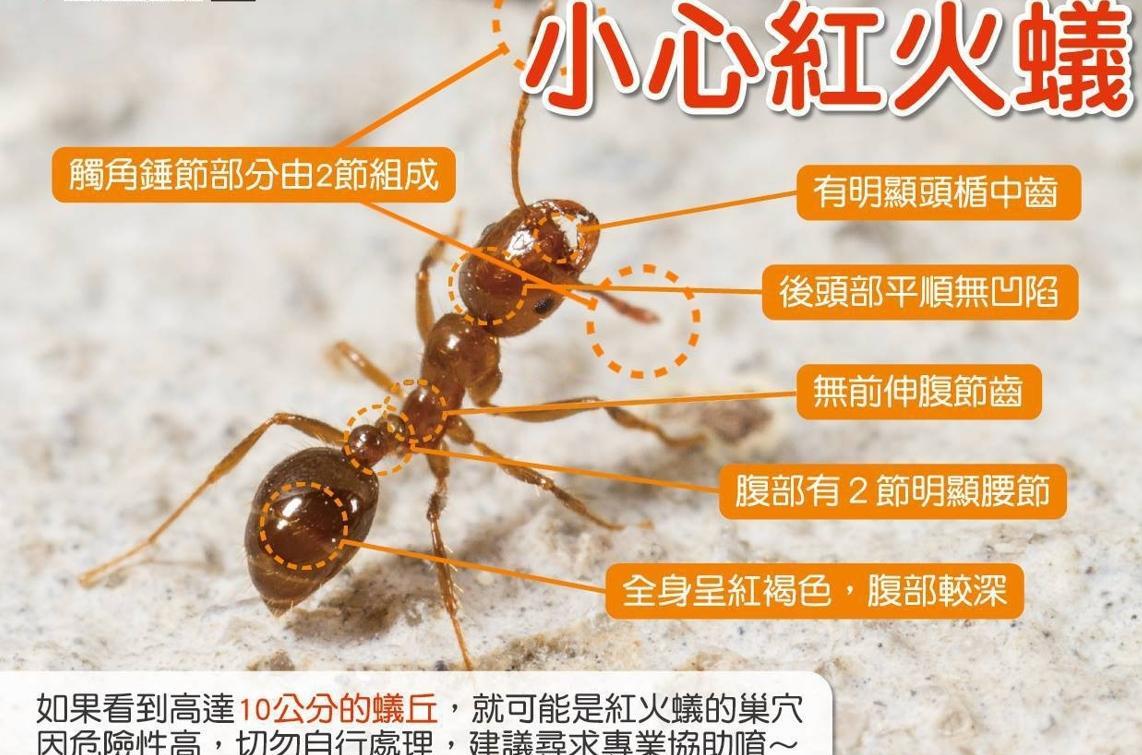 红火蚁入侵了中国12省,一窝数量能达30万只,南方已经"失守"?