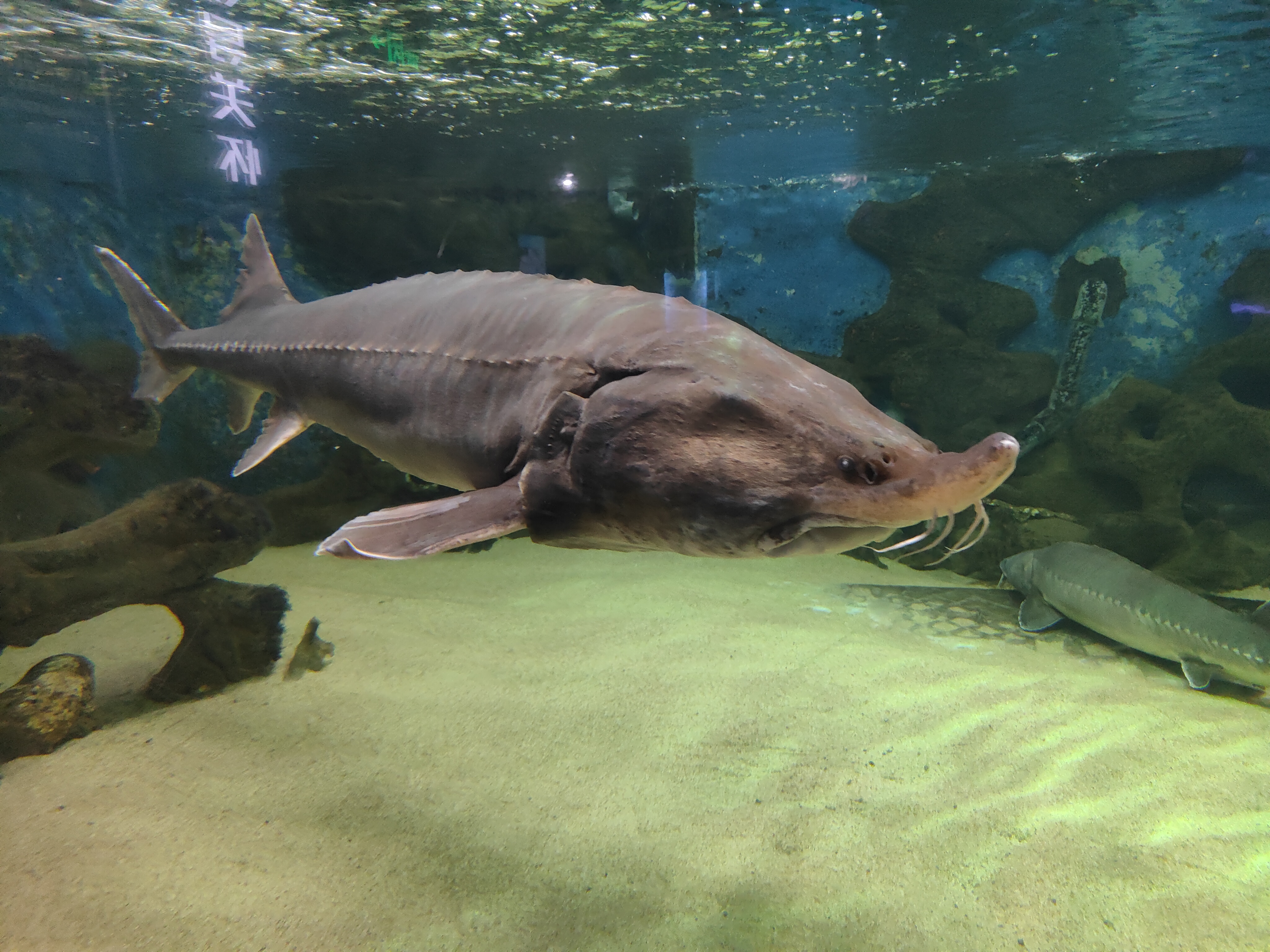 厦门鼓浪屿海底世界一