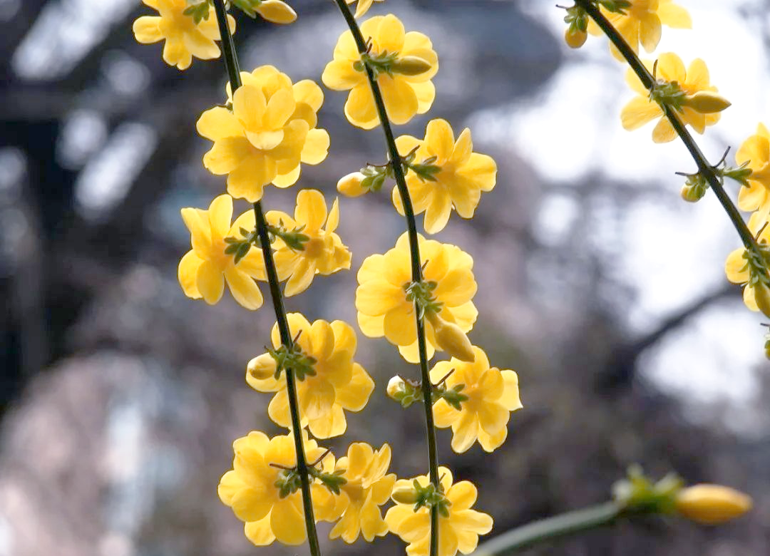 而韩琦则描绘了迎春花纤弱而坚韧的姿态