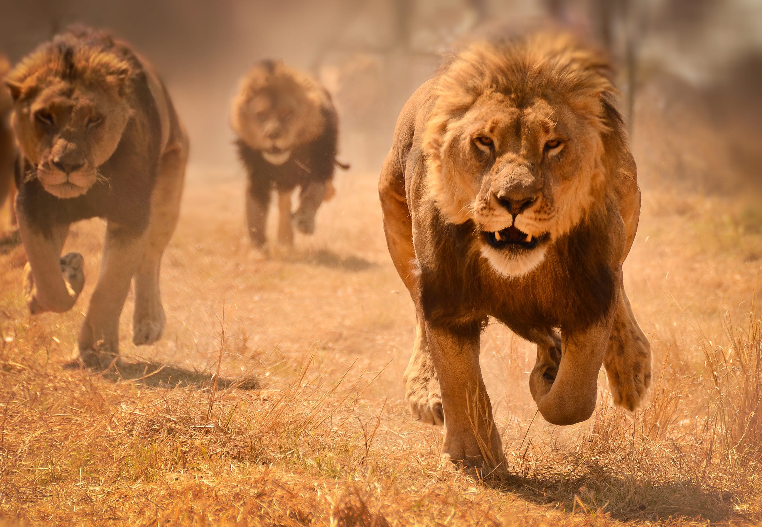 若狮王被其子打败,形成新王朝,狮群中的母狮会被如何对待?