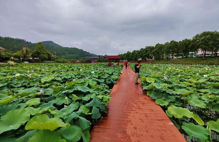 昭化區平樂景區荷花綻放 風景如畫