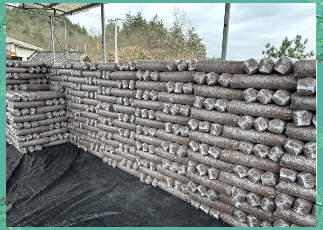 务川县:食用菌培育基地繁忙,日产量达8000菌棒