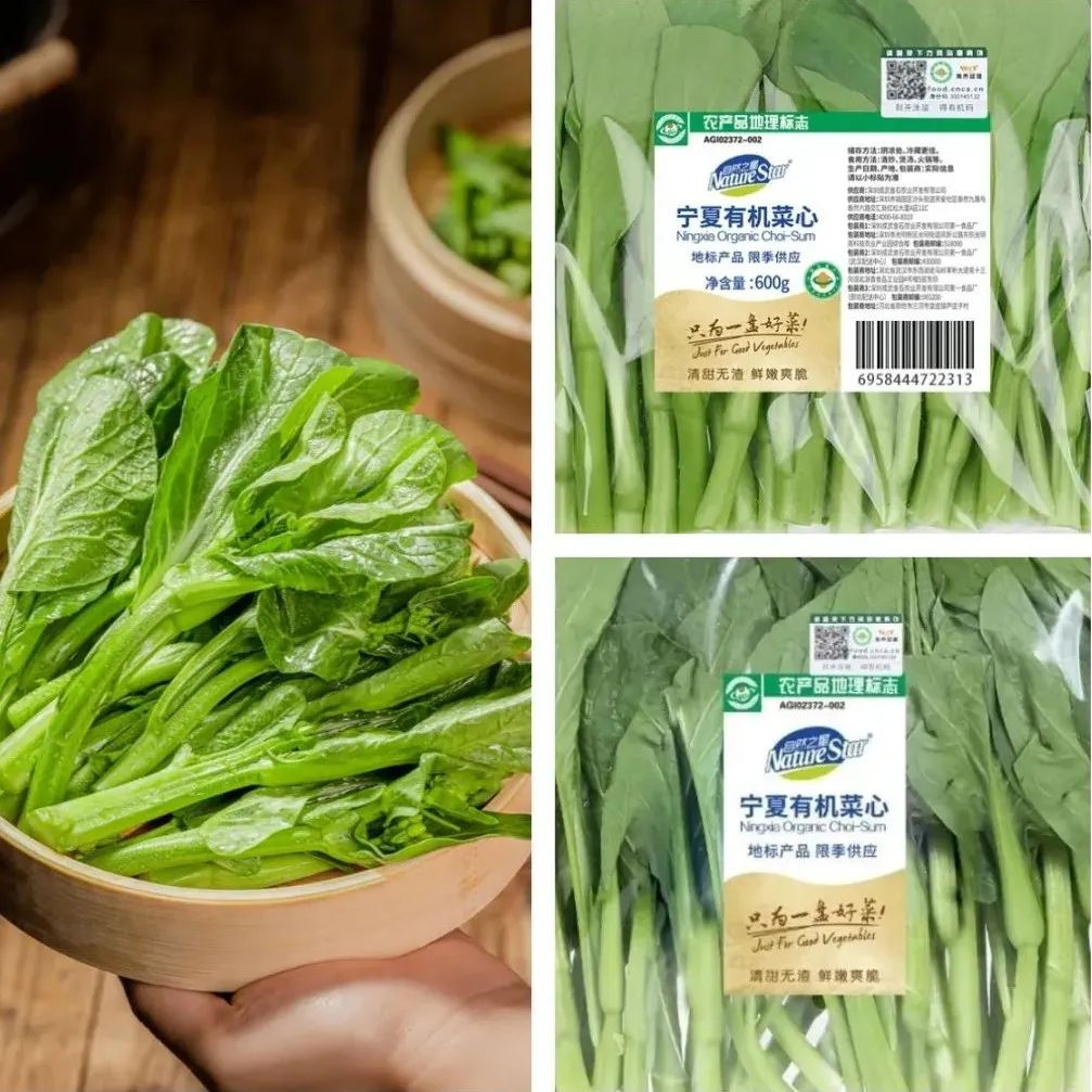 宁夏菜心抢"鲜"上市,自然之星种植基地采收忙