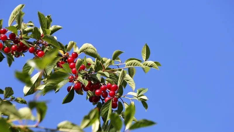 record-breaking 2021/22 season expected for chilean cherries